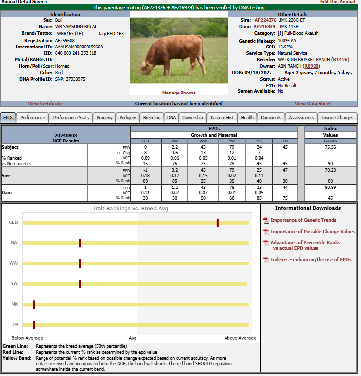 WB SAMSUNG BIG AL FULL BLOOD AKAUSHI BULL